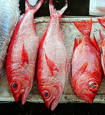 포토 JPG 해외이미지 농업 저울 어류 사람없음 빨간색 빛 반사 젖음 신선 시장 해산물 날것 지느러미 어장 해외포토 산업 컬러 수중동물 파일형식 이미지허브