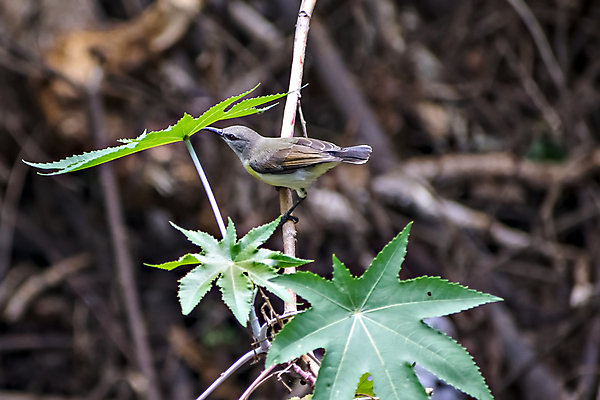 포토 JPG 해외이미지 나무 동물 1 야생동물 포즈 잎 날개 가족 청소년 자연 조류 사람없음 뷰티 환경 봄 닫기 보호 작음 큼 인도인 깃털 부리 계산서 해외포토 외국인 식물 계절 컨셉 관계 모션 사람 동양인 크기 생태계 파일형식 이미지허브