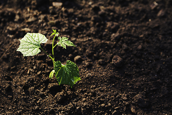 포토 JPG 해외이미지 나무 식물 1 계절 백그라운드 컨셉 잎 농업 채소 비즈니스 자연 새로움 씨앗 사람없음 초록색 물 빛 농장 새싹 환경 정원 흙 봄 성장 아기 신선 그룹 숲 작음 땅 원예 먼지 땅바닥 모종 생태학 심기 처음 해외포토 자연요소 교육 산업 컬러 모션 바닥 사람 취미 크기 생태계 파일형식 이미지허브