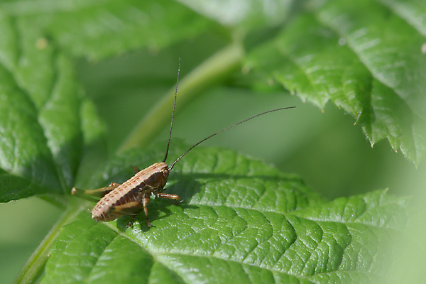 포토 JPG 해외이미지 식물 응시 계절 곤충 백그라운드 잎 따뜻함 안테나 종류 사람없음 초록색 여름 빛 갈색 우주 정원 맑음 검은색 어둠 봄 회색 닫기 해충 벌레 선탠 질감 산딸기 서식지 내추럴 귀뚜라미 평야 혼자 그리너리 해외포토 동물 시선 컬러 과일 통신 모션 자연 날씨 파일형식 트랜드컬러 이미지허브