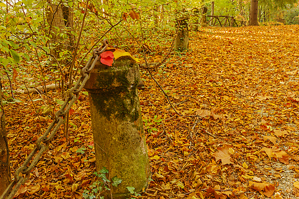 포토 JPG 해외이미지 나무 공원 단풍 잎 의자 오렌지 자연 이끼 풍경 사람없음 야외 목재 빨간색 컬러풀 갈색 노란색 페인트 산책 카펫 가을 떨어짐 숲 삼림지대 콘크리트 해외포토 식물 계절 공공시설 컬러 가구 컨셉 과일 재료 휴식 생태계 파일형식 이미지허브