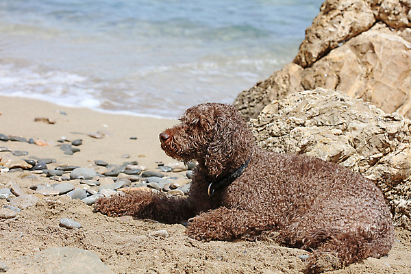 포토 JPG 해외이미지 전신 동물 여자 행복 모래 바다 모션 자연 휴가 건강 사랑 사람없음 야외 반려동물 컬러풀 운동 유행 젖음 에너지 자유 흰색 신선 막대기 개 골든리트리버 송곳니 복종 신앙심 해외포토 감정 컬러 컨셉 포유류 사람 리트리버 치아 생태계 파일형식 이미지허브