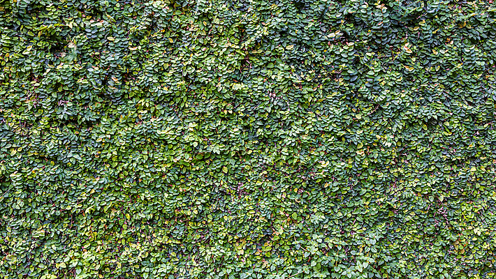 포토 JPG 해외이미지 식물 벽 백그라운드 잎 벽지 사람없음 초록색 정원 덩굴 질감 포도나무 아이비 무화과 해외포토 컬러 과일 과일나무 파일형식 이미지허브