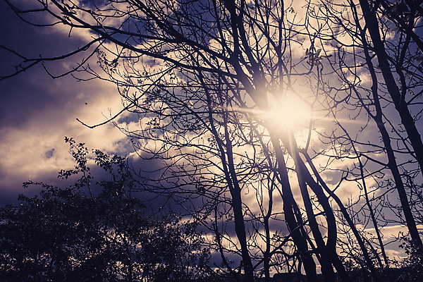 포토 JPG 해외이미지 나무 디자인 계절 공원 실루엣 백그라운드 잎 겨울 자연 추상 풍경 사람없음 야외 목재 물 여름 태양 환경 봄 수확 가을 나뭇가지 숲 질감 복고 장면 내추럴 세피아 해외포토 자연요소 식물 공공시설 무늬 농업 재료 촬영기법 생태계 파일형식 이미지허브