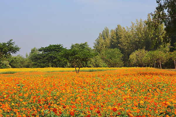 포토 JPG 해외이미지 식물 꽃 분홍색 여행 꽃무늬 밭 오렌지 자연 하늘 사람없음 야외 장식 빨간색 초록색 여름 파란색 컬러풀 뷰티 노란색 환경 정원 맑음 보라색 일몰 봄 가을 시골 신선 개화 황금 보호 코스모스 꽃가루 많음 해외포토 계절 컬러 컨셉 무늬 농업 과일 날씨 노을 가루 생태계 파일형식 이미지허브