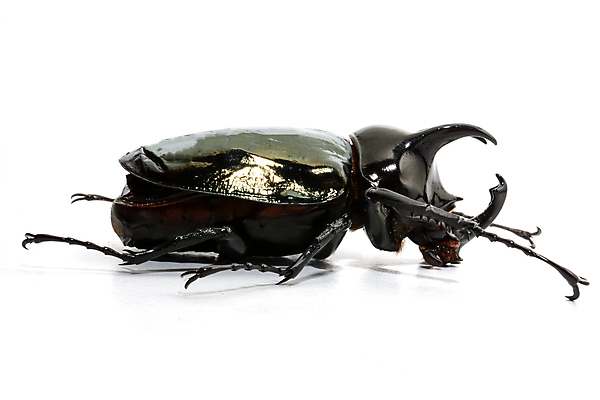 포토 JPG 해외이미지 동물 교육 야생동물 곤충 백그라운드 절지류 자연 뿔 안테나 3 사람없음 뷰티 검은색 흰색 닫기 벌레 수집 딱정벌레 박물관 생물학 코뿔소 고립 유니콘 이국적 해외포토 컬러 통신 포유류 모션 생태계 파일형식 이미지허브