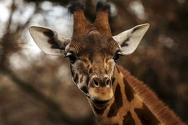 포토 JPG 해외이미지 응시 실루엣 컨셉 포유류 관계 아프리카 청소년 초식동물 함께함 뿔 동물원 사랑 미소 사람없음 옆모습 스트레칭 힘 회색 최고 판넬 점 쌍 입 그물 큼 서커스 기린 사파리 손목시계 피부 코 귀 목 나미비아 넘어짐 힘찬 카피스페이스 해외포토 동물 시선 감정 나라 뷰포인트 시계 컬러 장신구 모션 촬영기법 표정 사람 신체부위 운동 공백 크기 남아프리카 파일형식 이미지허브