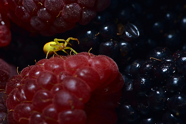 포토 JPG 해외이미지 응시 열매 얼굴 야생동물 음식 백그라운드 겨울 신체 과일 자연 건강 사람없음 빨간색 빛 노란색 정원 검은색 주스 산책 할로윈 탐험 닫기 해충 벌레 작음 유기농 사냥 산딸기 거미 블랙베리 내추럴 특별함 많음 카피스페이스 해외포토 식물 동물 웰빙 시선 계절 음료 컬러 곤충 컨셉 모션 휴식 신체부위 공백 크기 생태계 파일형식 이미지허브