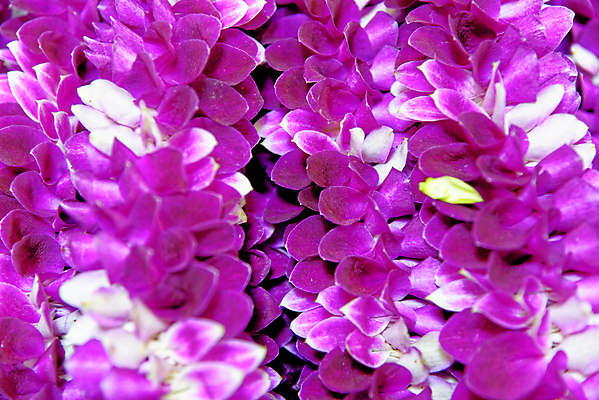 포토 JPG 해외이미지 식물 전통 디자인 꽃 아시아 종교 문화 꽃다발 여행 백그라운드 꽃무늬 불교 태국 자연 휴가 미술 동양인 사람없음 장식 컬러풀 장미 노란색 상점 축제 동남아시아 벚꽃 축하 신선 사찰 시장 배열 방콕 희생 해외포토 나라 컬러 컨셉 무늬 종교건축 문화예술 인종 생태계 파일형식 이미지허브