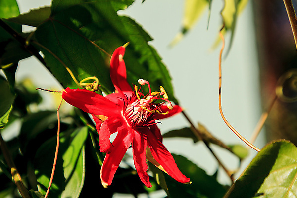 포토 JPG 해외이미지 식물 꽃잎 꽃 자연 사람없음 정원 포도나무 꽃수술 해외포토 과일나무 생태계 파일형식 이미지허브