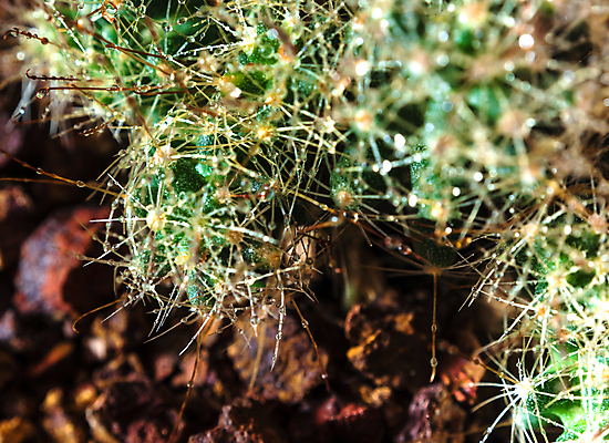 포토 JPG 해외이미지 선인장 실내 근접촬영 사람없음 아웃포커스 가시 소프트포커스 해외포토 식물 뷰포인트 촬영기법 내부 파일형식 이미지허브