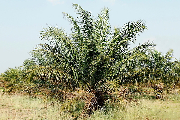 포토 JPG 해외이미지 나무 식물 산업 아시아 문화 음식 백그라운드 잎 밭 농업 오렌지 과일 비즈니스 자연 손바닥 요리 씨앗 사람없음 빨간색 초록색 농작물 농장 환경 수확 성장 시골 신선 재산 숲 묘사 날것 장면 자원 말레이시아 내추럴 원자재 세련 해외포토 손 나라 컬러 금융 생태계 파일형식 이미지허브