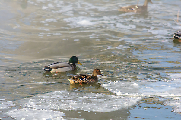 포토 JPG 해외이미지 동물 계절 호수 야생동물 음식 빵 파도 백그라운드 겨울 날개 자연 조류 날씨 오리 사람없음 야외 물 강 햇빛 태양 반사 크래커 환경 맑음 냉동 얼음 수영 추위 안개 저수지 연못 개울 강가 먹이 깃털 생물학 꼬리 서리 부리 청둥오리 내추럴 동물상 수유 현재 해외포토 자연요소 교육 바다 컨셉 조형물 쿠키 수상스포츠 생태계 파일형식 이미지허브