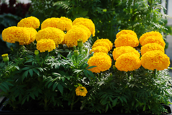 포토 JPG 해외이미지 식물 계절 꽃잎 꽃 꽃다발 백그라운드 꽃무늬 밭 오렌지 자연 사람없음 장식 초록색 여름 컬러풀 뷰티 노란색 머리 정원 봄 활발 벚꽃 흰색 신선 개화 황금 내추럴 고립 아즈텍 해외포토 컬러 컨셉 무늬 농업 과일 신체부위 생태계 파일형식 이미지허브