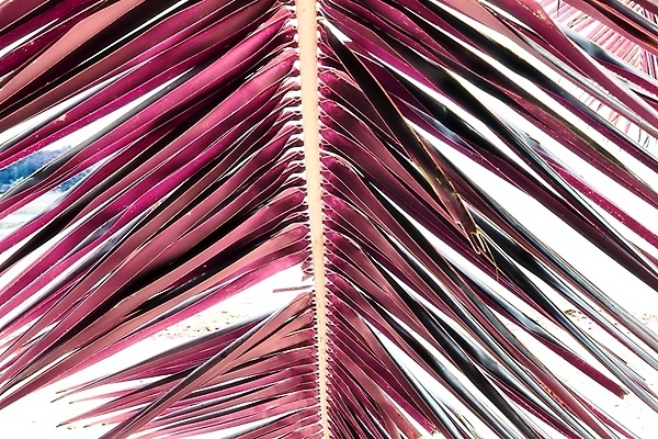 포토 JPG 해외이미지 분홍색 사람없음 야외 세이셸 야자수잎 해외포토 컬러 잎 아프리카 파일형식 이미지허브