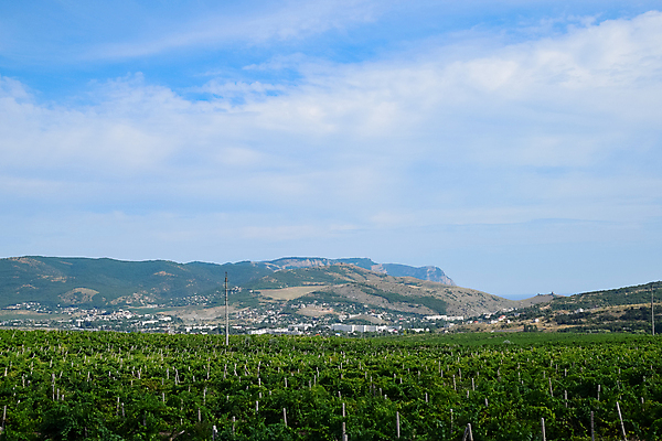 포토 JPG 해외이미지 나무 식물 음료 여행 밭 농업 자연 하늘 포도 산 풍경 사람없음 야외 초록색 농작물 농장 일몰 봄 성장 농촌 시골 신선 땅 머스터드 언덕 캘리포니아 포도밭 정리 포도나무 내추럴 밭일 카피스페이스 세련 해외포토 계절 산업 컬러 과일 노을 미국 공백 소스_음식 과일나무 생태계 파일형식 이미지허브