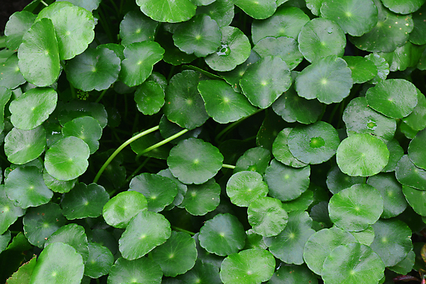 포토 JPG 해외이미지 식물 음료 음식 백그라운드 잎 패턴 자연 건강 동양인 사람없음 장식 초록색 물 여름 빛 뷰티 약 정원 중국 신선 약초 그늘 허브 유기농 관절염 질감 반대 내추럴 치료제 토닉 노화 억울 해외포토 자연요소 웰빙 계절 감정 아시아 컬러 컨셉 무늬 의학 인종 풀_식물 질병 생태계 파일형식 이미지허브