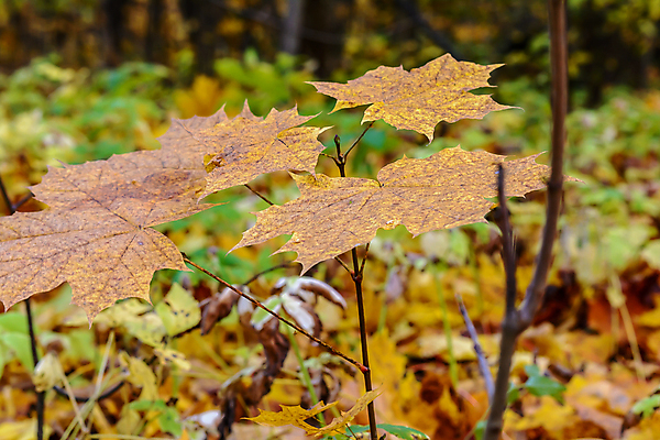 포토 JPG 해외이미지 나무 식물 계절 공원 야생동물 백그라운드 단풍 잎 자연 날씨 따뜻함 사람없음 야외 목재 초록색 컬러풀 햇빛 태양 갈색 노란색 환경 맑음 가을 흰색 나뭇가지 숲 9월 속도 생물학 장면 해외포토 자연요소 동물 공공시설 교육 컬러 재료 날짜 생태계 파일형식 이미지허브