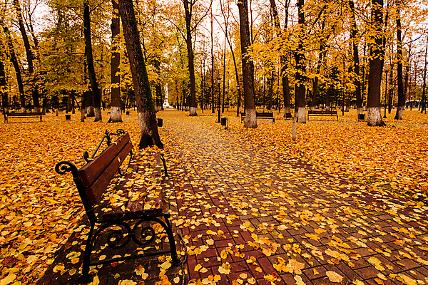 포토 JPG 해외이미지 주간 공원 단풍 낙엽 벤치 단풍나무 사람없음 야외 주황색 해외포토 자연요소 나무 공공시설 컬러 잎 의자 파일형식 이미지허브