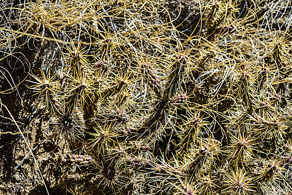 포토 JPG 해외이미지 식물 백그라운드 자연 날씨 선인장 건조 사람없음 야외 초록색 파란색 환경 미국 사막 뜨거움 척추 애리조나 내추럴 서쪽 해외포토 컬러 북아메리카 뼈 방향 생태계 파일형식 이미지허브