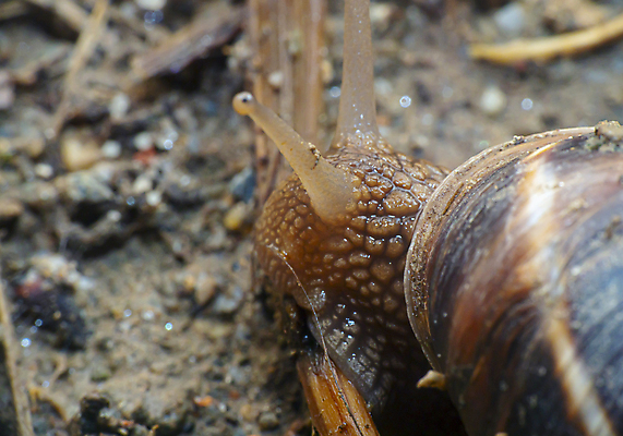 포토 JPG 해외이미지 주간 한마리 근접촬영 사람없음 야외 아웃포커스 머리 땅 해외포토 자연요소 1 뷰포인트 촬영기법 신체부위 파일형식 이미지허브