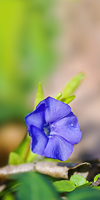 포토 JPG 해외이미지 나무 식물 디자인 계절 공원 꽃잎 꽃 백그라운드 잎 꽃무늬 자연 벽지 사람없음 야외 장식 가로 초록색 여름 뷰티 우주 정원 맑음 봄 성장 벚꽃 나뭇가지 신선 개화 닫기 묘사 원예 보케 고립 카피스페이스 해외포토 공공시설 컬러 무늬 모션 날씨 취미 공백 생태계 파일형식 이미지허브