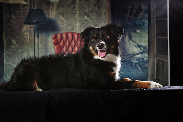 포토 JPG 해외이미지 동물 1 백그라운드 포유류 털 앉기 사람없음 파란색 반려동물 검은색 흰색 아기 양치기 개 달콤 강아지 호주 모피 코 송곳니 기르기 유래 해외포토 직업 컬러 모션 사람 신체부위 오세아니아 맛 치아 돌봄 파일형식 이미지허브