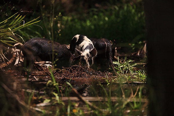 포토 JPG 해외이미지 청소년 자연 사람없음 아기 돼지 숲 뿌리기 플로리다 해외포토 포유류 모션 사람 미국 생태계 파일형식 이미지허브