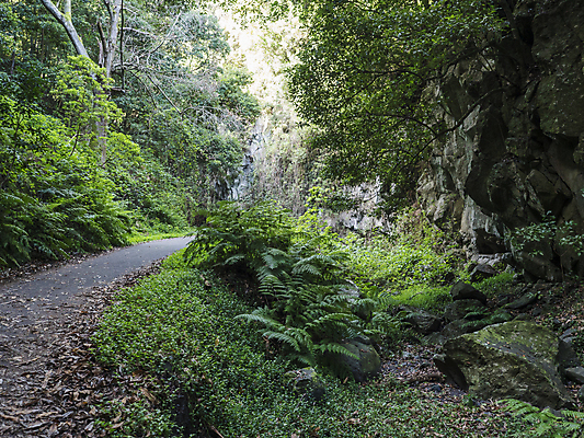 포토 JPG 해외이미지 나무 식물 공원 도로 길 야생동물 백그라운드 낙엽 잎 자연 산 요정 이끼 사람없음 초록색 물 환경 안개 성장 나뭇가지 황무지 스페인 숲 신비 열대우림 그림 선사시대 로스앤젤레스 양치류 월계수 해외포토 자연요소 동물 공공시설 유럽 컬러 컨셉 교통시설 날씨 미국 역사 생태계 파일형식 이미지허브