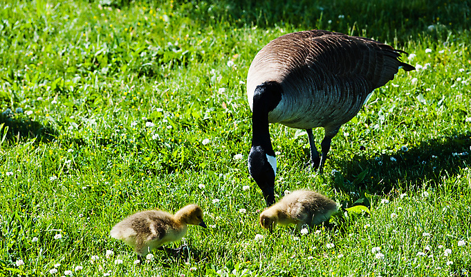 포토 JPG 해외이미지 동물 야생동물 어린이 캐나다 가족 청소년 자연 조류 병아리 잔디 사람없음 초록색 부모 노란색 봄 육아 자녀 아기 아빠 보호 작음 먹기 깃털 경계 거위 솜털 물새 돌봄 수유 해외포토 식물 계절 컬러 컨셉 북아메리카 관계 모션 사람 크기 생태계 파일형식 이미지허브
