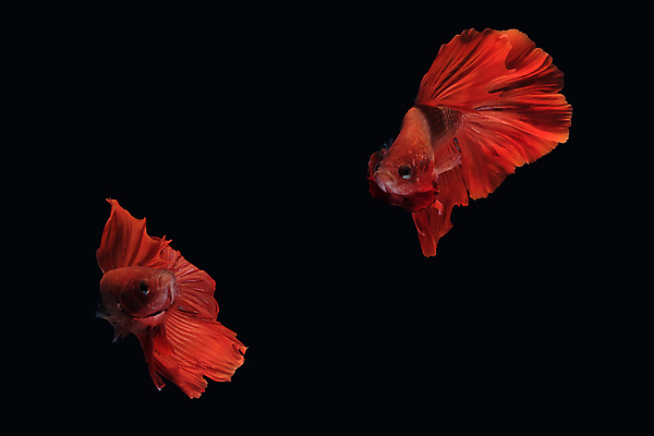 포토 JPG 해외이미지 동물 남자 얼굴 클리핑패스 포즈 백그라운드 이동 모션 벽지 어류 가면 미술 사람없음 옆모습 빨간색 컬러풀 뷰티 검은색 수영 분노 그룹 의식 고급 우아함 자르기 싸움 각도 지느러미 모음 고립 이국적 해외포토 감정 뷰포인트 컬러 컨셉 문화예술 사람 신체부위 수중동물 수상스포츠 파일형식 이미지허브