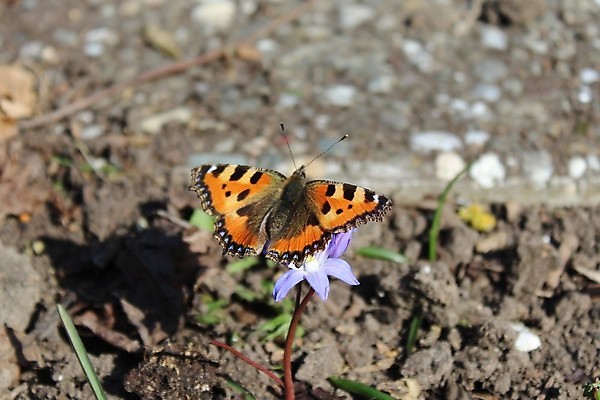 포토 JPG 해외이미지 동물 꽃 나비 곤충 자연 사람없음 정원 봄 4월 내추럴 해외포토 식물 계절 날짜 생태계 파일형식 이미지허브