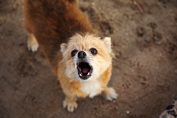 포토 JPG 해외이미지 동물 얼굴 새끼 포유류 놀이 주택 경비 사람없음 야외 반려동물 귀여움 분노 오픈 입 개 강아지 치아 작음 공격 무서움 싸움 나무껍질 솜털 턱 주인 잡종 목소리 토막 송곳니 공격적 기르기 유래 포메라니안 해외포토 나무 감정 컨셉 모션 안전 건물 신체부위 껍질 소화기관 보호 크기 돌봄 파일형식 이미지허브