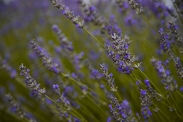 포토 JPG 해외이미지 식물 동물 꽃 나비 백그라운드 패턴 농업 자연 씨앗 사람없음 야외 가로 컬러풀 햇빛 뷰티 농장 환경 맑음 보라색 프랑스 성장 농촌 신선 큼 향수 원예 향기 일렬 질서 아로마테라피 세련 해외포토 유럽 산업 컬러 곤충 무늬 날씨 취미 태양 화장품 시골 예절 크기 생태계 냄새 테라피 파일형식 이미지허브