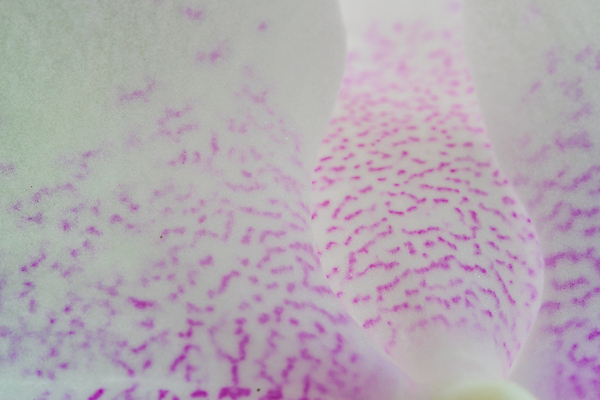 포토 JPG 해외이미지 식물 디자인 꽃잎 꽃 분홍색 백그라운드 잎 꽃무늬 자연 추상 사랑 사람없음 장식 초록색 여름 검은색 봄 흰색 신선 난초 질감 해외포토 계절 감정 컬러 무늬 생태계 파일형식 이미지허브