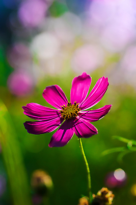 포토 JPG 해외이미지 식물 꽃잎 꽃 분홍색 백그라운드 자연 사람없음 초록색 정원 보라색 벚꽃 신선 개화 보케 해외포토 컬러 생태계 파일형식 이미지허브