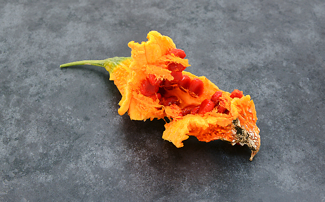 포토 JPG 해외이미지 식물 채소 오렌지 과일 자연 씨앗 사람없음 회색 오브젝트 원예 찢어짐 다리찢기 석판 숙성 어려움 특별함 해외포토 컬러 컨셉 모션 취미 생태계 파일형식 이미지허브