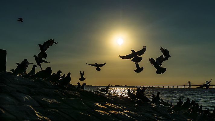 포토 JPG 해외이미지 동물 1 실루엣 종교 야생동물 포즈 백그라운드 이동 컨셉 날개 자연 조류 하늘 휴식 사랑 사람없음 야외 물 태양 반사 평화 일출 환경 희망 일몰 새벽 자유 기도 오픈 심볼 깃털 명상 사인 싱글 비둘기 엽서 반대 내추럴 고립 무료 해외포토 자연요소 감정 촬영기법 노을 편지 생태계 파일형식 이미지허브