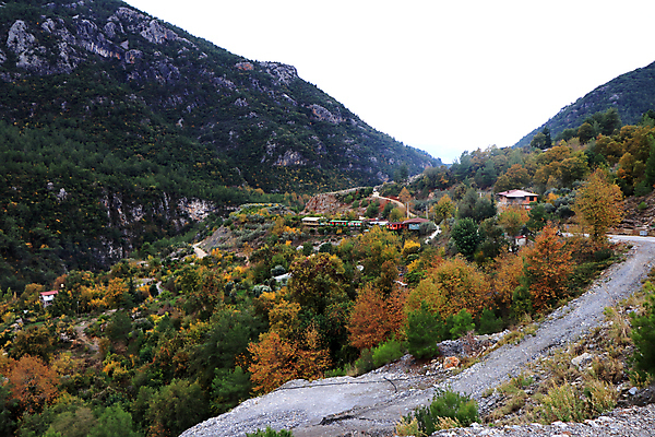 포토 JPG 해외이미지 나무 도로 자연 산 풍경 사람없음 건물 초록색 숲 칠면조 내추럴 해외포토 식물 건축물 길 컬러 교통시설 조류 생태계 파일형식 이미지허브