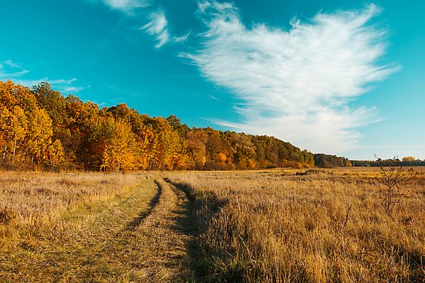 포토 JPG 해외이미지 나무 구름 계절 도로 길 여행 단풍 잎 오렌지 자연 하늘 풍경 사람없음 파란색 컬러풀 노란색 가을 흰색 시골 황금 숲 오솔길 10월 해외포토 자연요소 식물 컬러 과일 교통시설 날짜 생태계 파일형식 이미지허브