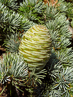 포토 JPG 해외이미지 나무 식물 계절 야생동물 백그라운드 자연 새로움 씨앗 사람없음 야외 목재 초록색 여름 나뭇가지 숲 상록수 침엽수 원뿔 내추럴 삼나무 해외포토 도형 동물 컬러 컨셉 재료 생태계 파일형식 이미지허브