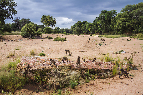 포토 JPG 해외이미지 동물 야생동물 포유류 아프리카 자연 국립공원 풍경 사람없음 가로 원숭이 그룹 황무지 보호 강가 사파리 가뭄 서식지 남아프리카 보츠와나 보호구역 사바나 해외포토 공원 나라 컨셉 날씨 강 생태계 구역 파일형식 이미지허브