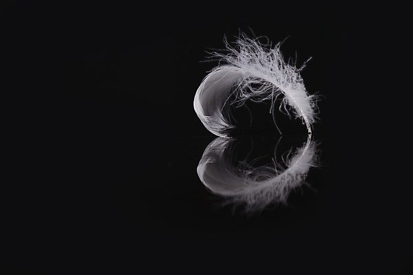 포토 JPG 해외이미지 실루엣 날개 상상 불꽃 왕관 천사 요정 사람없음 물 반짝임 평화 수영 고요 꿈 물방울 황금 우아함 확대 매끈함 순수 깃털 심플 백조 윤곽 부드러움 공상 깃털펜 깊이 단아함 슬라이드 천진난만 취급주의 카피스페이스 해외포토 자연요소 컨셉 모션 조류 불 촬영기법 경고 펜 공백 수상스포츠 감각 파일형식 이미지허브