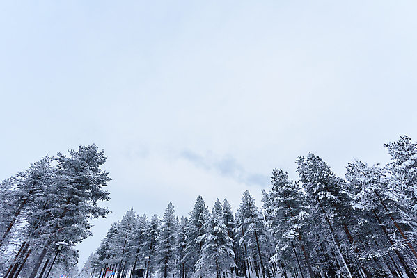 포토 JPG 해외이미지 나무 계절 꽃 도로 백그라운드 크리스마스 겨울 패턴 자연 하늘 아침 날씨 휴가 새로움 산 핀란드 풍경 사람없음 야외 목재 파란색 일출 환경 보라색 냉동 얼음 추위 흰색 나뭇가지 소나무 숲 큼 자주색 12월 연도 서리 장면 전나무 눈보라 나쁜 폭설 눈내림 해외포토 주간 자연요소 식물 기념일 길 컬러 컨셉 무늬 재료 교통시설 눈_날씨 북유럽 노을 날짜 크기 자연재해 생태계 파일형식 이미지허브