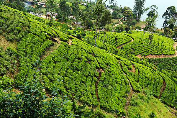포토 JPG 해외이미지 나무 식물 산업 아시아 문화 백그라운드 잎 밭 농업 자연 산 씨앗 사람없음 초록색 농작물 농장 농경지 정원 일본 검은색 중국 수확 성장 시골 선택 차 농부 언덕 유기농 인도네시아 깨짐 스리랑카 브라질사람 해외포토 직업 웰빙 나라 음료 컬러 컨셉 생태계 파일형식 이미지허브