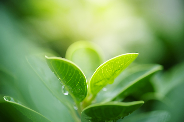 포토 JPG 해외이미지 나무 식물 계절 백그라운드 컨셉 잎 패턴 자연 벽지 추상 잔디 사람없음 초록색 빛 컬러풀 햇빛 태양 뷰티 우주 환경 정원 맑음 봄 성장 신선 숲 질감 보케 부드러움 내추럴 블러 생태학 지구의날 카피스페이스 그리너리 효과 해외포토 자연요소 교육 기념일 컬러 무늬 날씨 공백 감각 생태계 파일형식 트랜드컬러 이미지허브