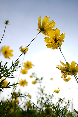 포토 JPG 해외이미지 식물 꽃잎 꽃 꽃무늬 밭 자연 하늘 사람없음 초록색 여름 파란색 태양 뷰티 노란색 정원 봄 벚꽃 흰색 데이지 캐모마일 해외포토 자연요소 계절 컬러 무늬 농업 허브 생태계 파일형식 이미지허브