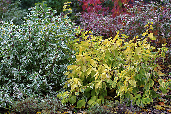 포토 JPG 해외이미지 나무 식물 계절 공원 백그라운드 단풍 낙엽 잎 패턴 오렌지 자연 날씨 사람없음 야외 초록색 컬러풀 뷰티 노란색 환경 정원 나뭇가지 황금 숲 9월 11월 10월 내추럴 삼림지대 해외포토 공공시설 컬러 무늬 과일 날짜 생태계 파일형식 이미지허브