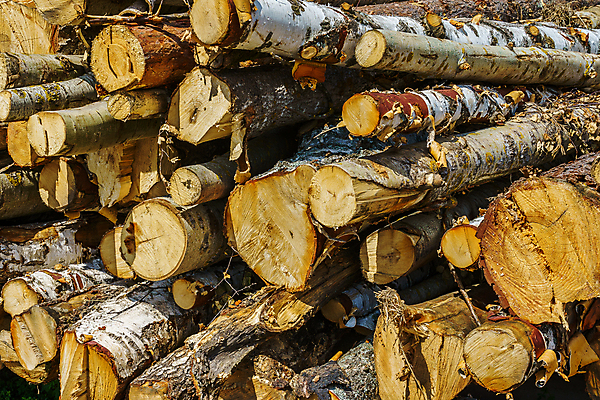 포토 JPG 해외이미지 나무 산업 패턴 자연 건조 사람없음 야외 목재 쌓기 환경 시골 원형 주식 숲 장작 자르기 날것 통나무 나무껍질 연료 수납 자작나무 자원 잡동사니 흙더미 내추럴 벌목 생태학 수목 접기 많음 해외포토 도형 식물 교육 컨셉 무늬 재료 모션 금융 흙 껍질 생태계 파일형식 더미 이미지허브