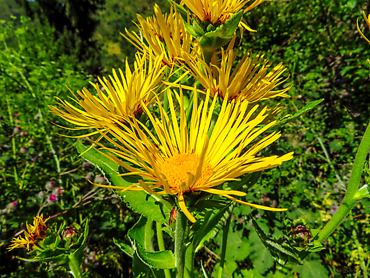 포토 JPG 해외이미지 식물 꽃 백그라운드 잎 꽃무늬 자연 산 국화 사람없음 초록색 컬러풀 뷰티 노란색 봄 개화 데이지 내추럴 카자흐스탄 특별함 해외포토 계절 아시아 컬러 컨셉 무늬 생태계 파일형식 이미지허브